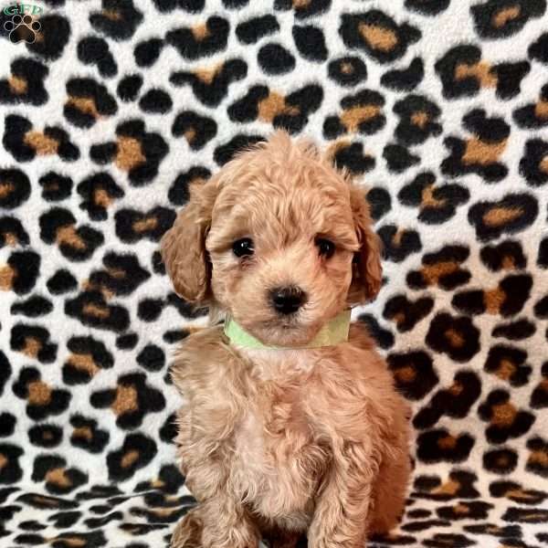 River, Maltipoo Puppy