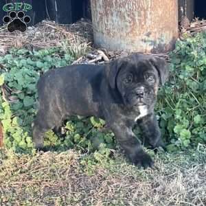 Vinnie, Cane Corso Puppy