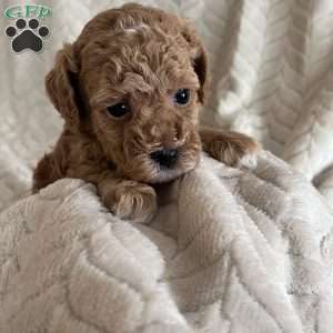 Ginger, Toy Poodle Puppy