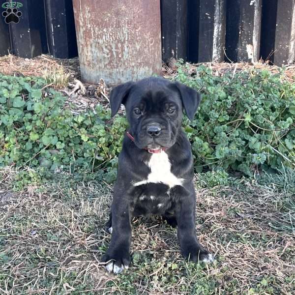 Venus, Cane Corso Puppy