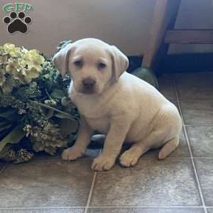 Skipper, Yellow Labrador Retriever Puppy