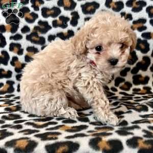 Remy, Maltipoo Puppy