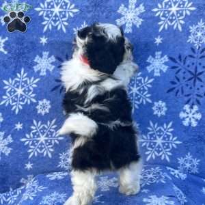 Sully, Teddy Bear Puppy