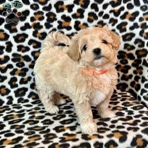Reed, Maltipoo Puppy