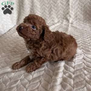 Allie, Toy Poodle Puppy