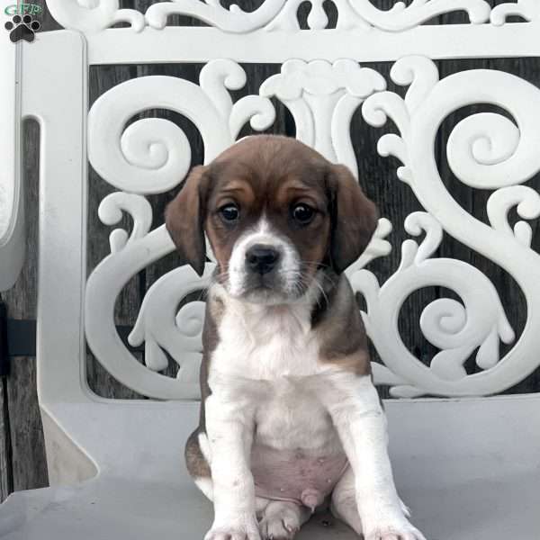 Spot, Cavalier King Charles Spaniel Puppy
