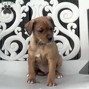 Brownie, Cavalier King Charles Spaniel Puppy