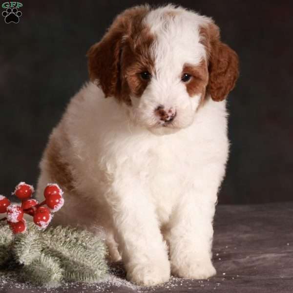 Hugo, Mini Goldendoodle Puppy