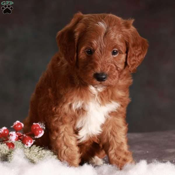 Hayes, Mini Goldendoodle Puppy