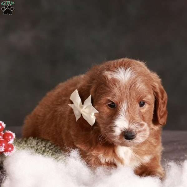 Hazel, Mini Goldendoodle Puppy