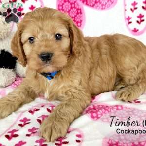Timber, Cockapoo Puppy