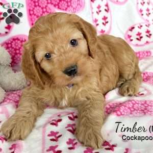 Timber, Cockapoo Puppy