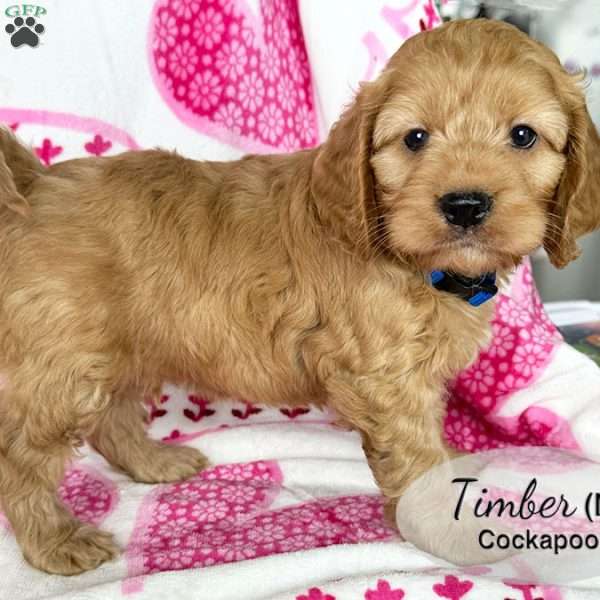 Timber, Cockapoo Puppy