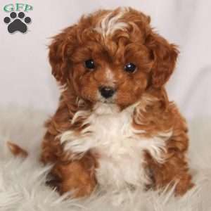 Winston, Cavapoo Puppy