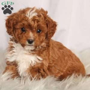 Winston, Cavapoo Puppy