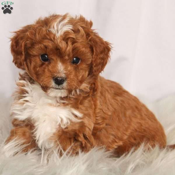 Winston, Cavapoo Puppy