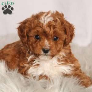 Winston, Cavapoo Puppy