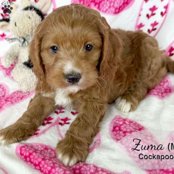 Zuma, Cockapoo Puppy