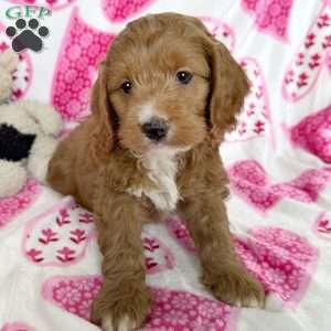 Zuma, Cockapoo Puppy