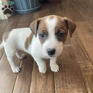 Tillie, Jack Russell Terrier Puppy