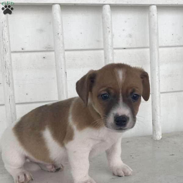 Teddy, Jack Russell Terrier Puppy