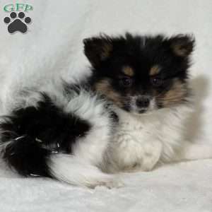 Nuggets, Papillon Puppy