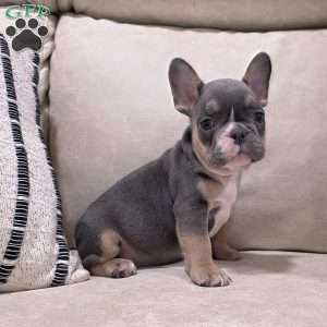 Fletcher, French Bulldog Puppy