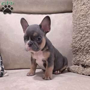 Fletcher, French Bulldog Puppy