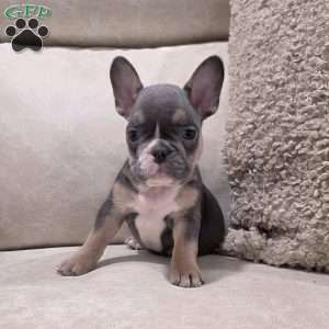 Fletcher, French Bulldog Puppy
