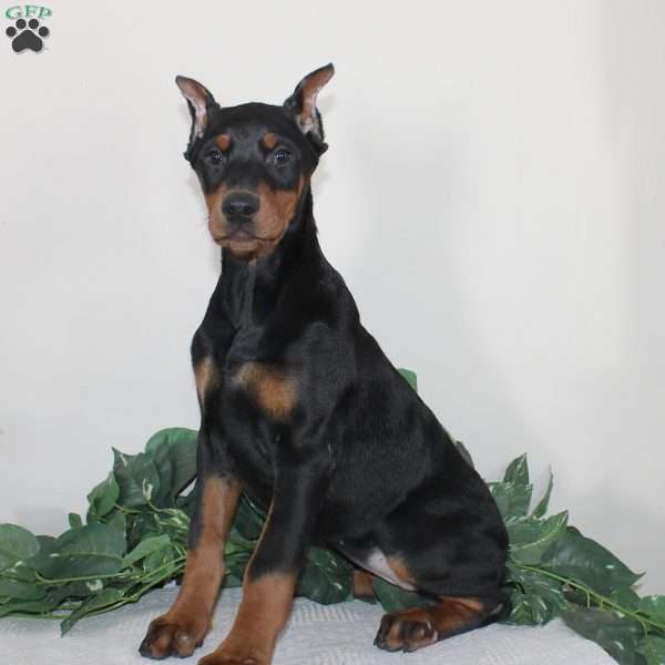Angela, Doberman Pinscher Puppy
