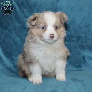 Laurel, Miniature Australian Shepherd Puppy