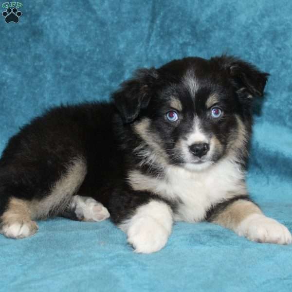 Rocky, Miniature Australian Shepherd Puppy