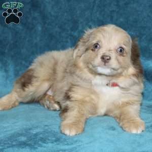 Lulu, Miniature Australian Shepherd Puppy