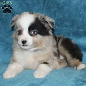 Rover, Miniature Australian Shepherd Puppy