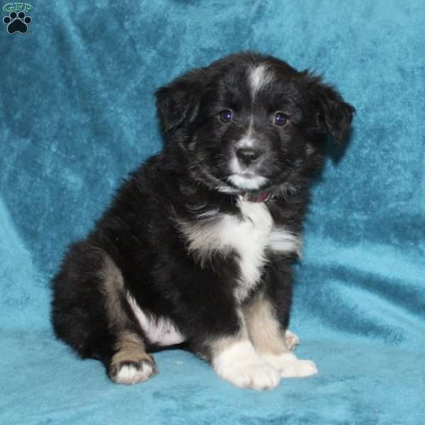Rusty, Miniature Australian Shepherd Puppy
