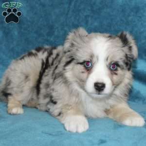 Lacey, Miniature Australian Shepherd Puppy