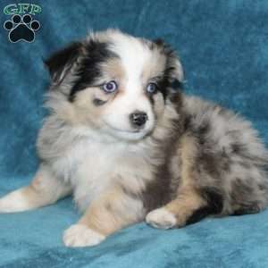 Lilly, Miniature Australian Shepherd Puppy