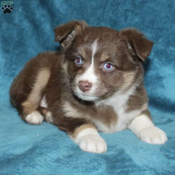 Lila, Miniature Australian Shepherd Puppy
