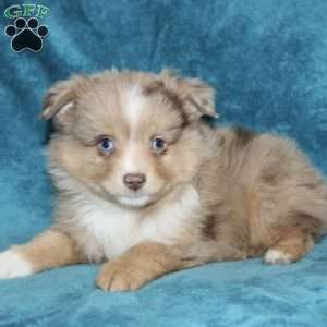 Reddy, Miniature Australian Shepherd Puppy