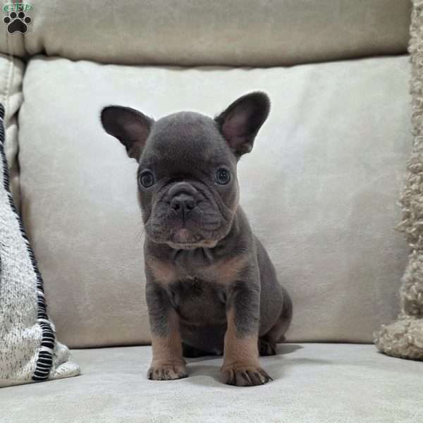 Finley, French Bulldog Puppy
