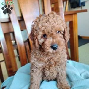 Kian, Cavapoo Puppy