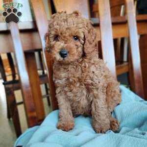 Kian, Cavapoo Puppy