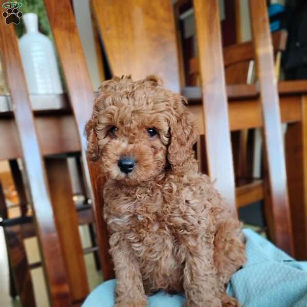 Kian, Cavapoo Puppy