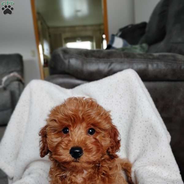 Kian, Cavapoo Puppy