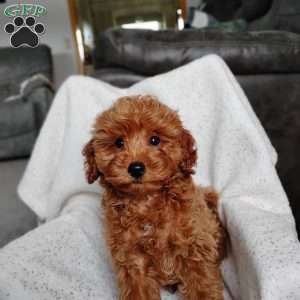 Kian, Cavapoo Puppy