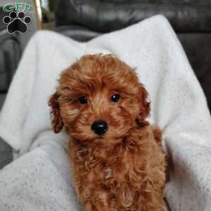 Kian, Cavapoo Puppy