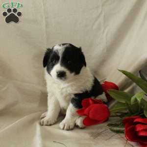 Ranger, Bernese Mountain Dog Mix Puppy