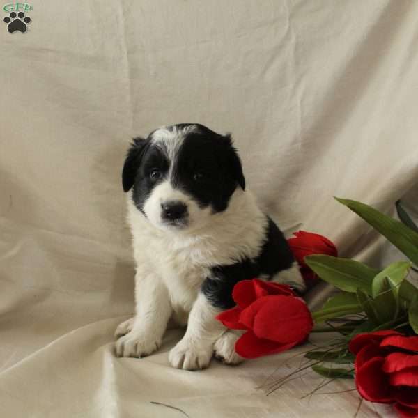 Ranger, Standard Poodle Mix Puppy