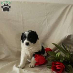 Ranger, Standard Poodle Mix Puppy