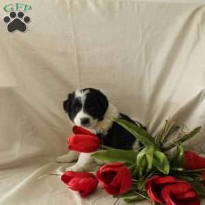 Ranger, Standard Poodle Mix Puppy